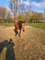 Lief familie paard te koop, Dieren en Toebehoren, Paarden, Merrie, Minder dan 160 cm, Gechipt, 11 jaar of ouder