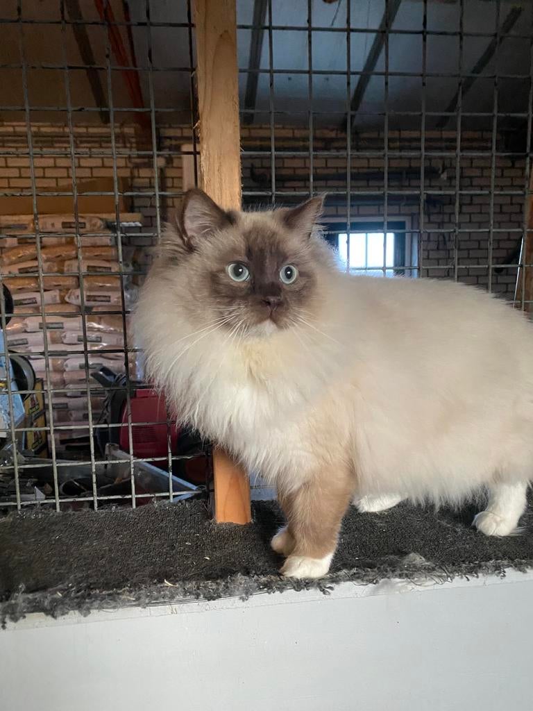 (Dek) kater herplaatsing, ragdoll chocolate mink( cinnamon), Dieren en Toebehoren, Katten en Kittens | Raskatten | Langhaar, Kater