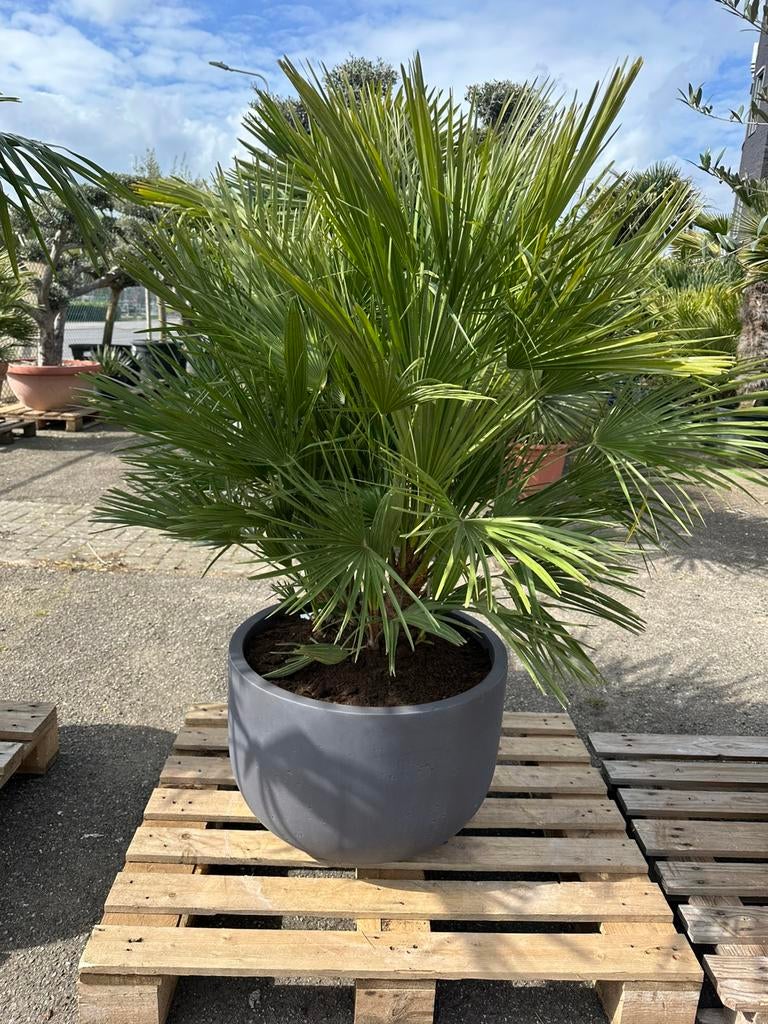 Chamearops palm in fiberclay bloempot, Ophalen of Verzenden