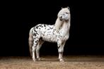 Dekhengst appaloosa te huur, Dieren en Toebehoren, Paarden en Pony's | Dekhengsten en Fokmerries, Hengst