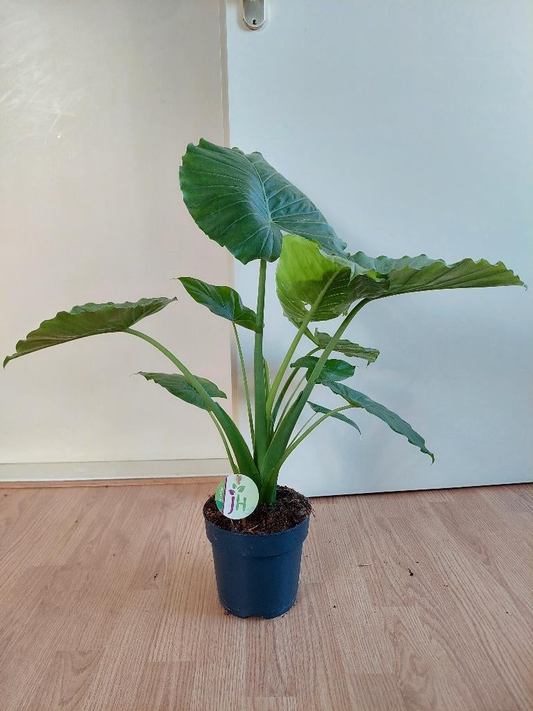 Alocasia Macrorrhiza - Olifantsoor / Reuzentaro H: 72 cm., Huis en Inrichting, Kamerplanten, Ophalen, Overige soorten, Halfschaduw