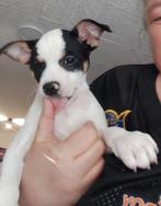 Jack Russell terrier mix geboren  6 januari, Jack Russell Terriër, 8 tot 15 weken, Meerdere, Meerdere dieren