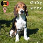 Belgische Beagle pups, Dieren en Toebehoren, Parvo, België, Beagle, 15 weken tot 1 jaar