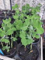 Erwten , moestuin planten, Ophalen, Eenjarig, Groenteplanten, Volle zon