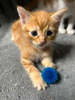 Kittens katertjes, Dieren en Toebehoren, Katten en Kittens | Overige Katten, Meerdere dieren, Kortharig, 0 tot 2 jaar