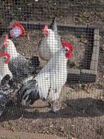 Groninger meeuw haan, Dieren en Toebehoren, Mannelijk, Kip