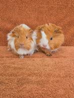 Lieve peruvian broertjes buff/wit kuif kruinen geel bruin, Cavia, Mannelijk, Januari, Tam