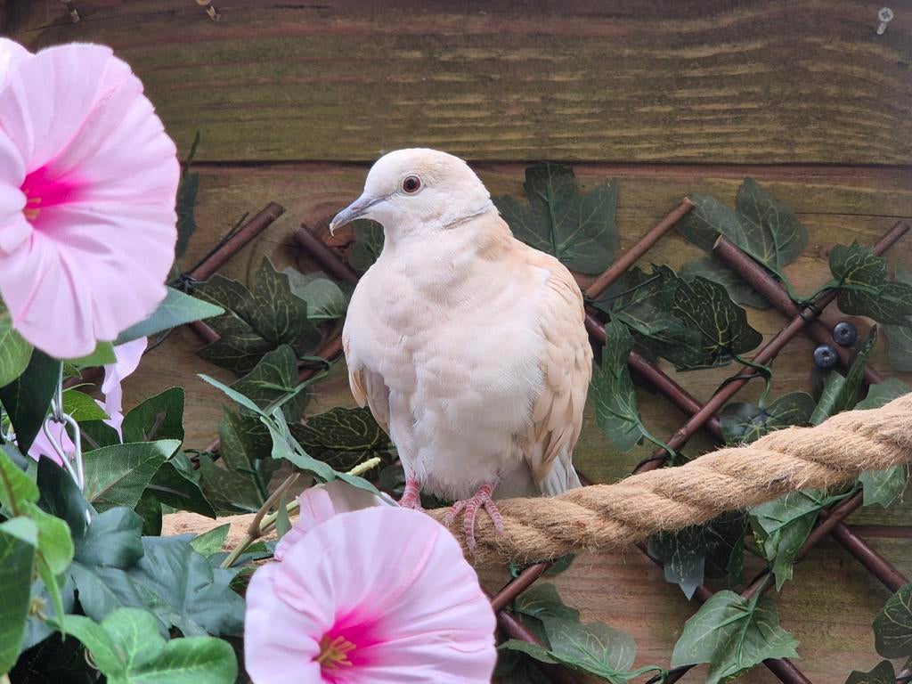 Twee lachduiven, lees aub omschrijving, Geslacht onbekend, Tortelduif