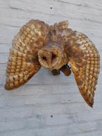 Taxidermie vogels en dieren