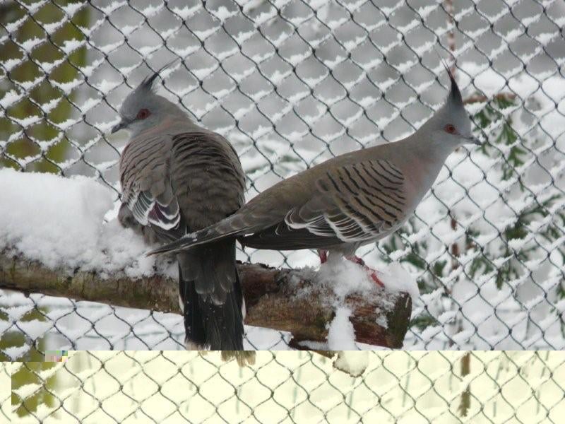 Aust. Kuifduiven en Bronsvleugel duif, Meerdere dieren, Overige soorten