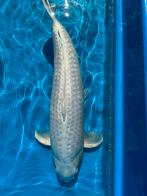 Platinum Ogon, Karper of Koi