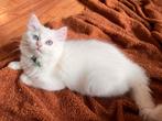 Nog één flame bicolor Ragdoll poesje met stamboom mag nu weg, Poes, Met stamboom
