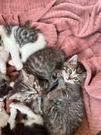 Brits kort /langhaar /europese mix ., Dieren en Toebehoren, Meerdere dieren, Ontwormd, 0 tot 2 jaar