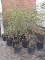 Bieden 25 nieuwe bamboe struiken, Tuin en Terras, Ophalen of Verzenden, Bamboe, Struik, Minder dan 100 cm