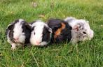 Lieve Rex cavia beertjes te koop!, Dieren en Toebehoren, Knaagdieren, Cavia, Februari, Mannelijk, Tam