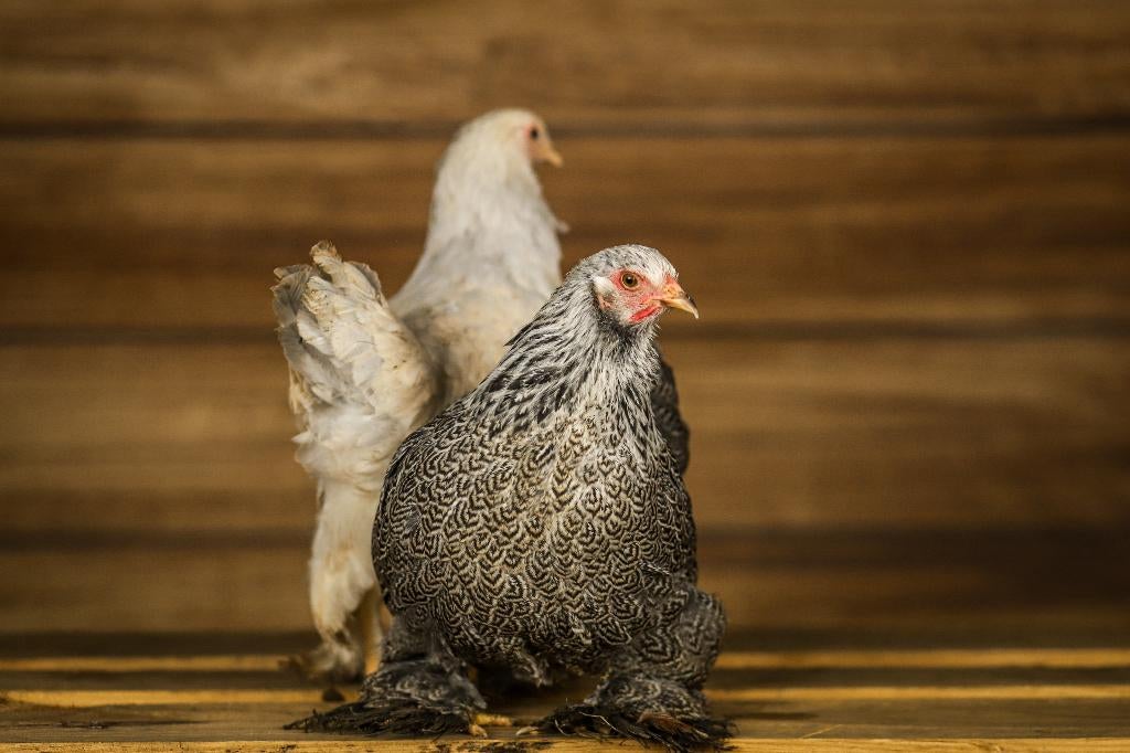 Brahma krielkippen | Mooie kippen | Goede leggers, Dieren en Toebehoren, Pluimvee, Vrouwelijk, Kip