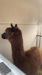 Denk hengst 1,5 jaar oud, Dieren en Toebehoren, Januari, Mannelijk