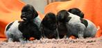 Duitse staande korthaar  puppy’s met stamboom., Duitse Staande hond, HCC (leverziekte), 8 tot 15 weken, Meerdere
