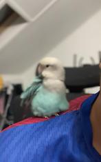 Te koop twee agapornissen, Dieren en Toebehoren, Vogels | Parkieten en Papegaaien, Vrouwelijk, Dwergpapegaai of Agapornis, Tam