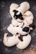 Prachtig Sprocker Spaniel Pups, Dieren en Toebehoren, 8 tot 15 weken, Meerdere, Nederland, Particulier