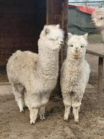 Alpaca's te koop, Augustus, Meerdere dieren