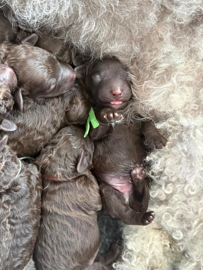 Prachtige pups te reserveren (multigen) poedel-kruisingen, Dieren en Toebehoren, Parvo, Overige rassen, 8 tot 15 weken, Meerdere