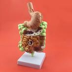 Spijsvertering Menselijk Anatomie Model School Medisch Darm, Diversen, Schoolbenodigdheden, Verzenden, Nieuw