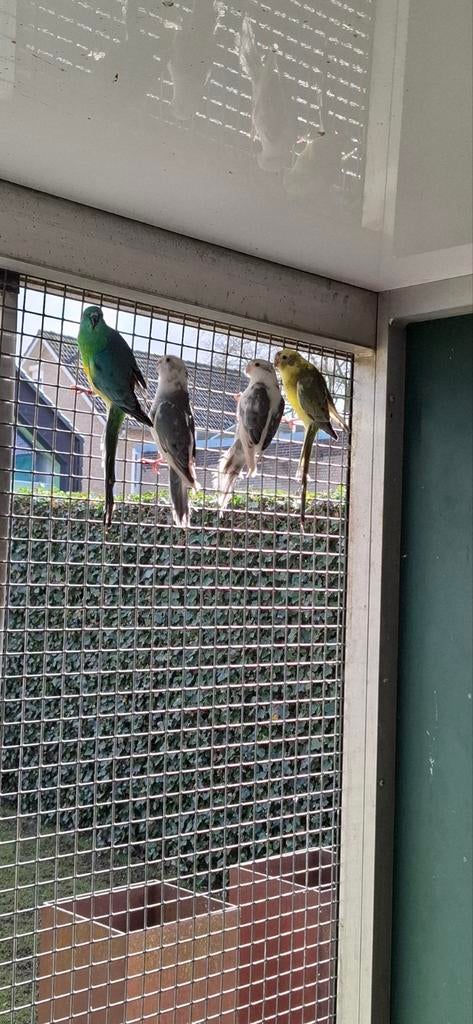 Roodruggen, Meerdere dieren, Parkiet, Geringd