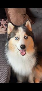 Nieuw baasje gezocht voor een Pomsky 2 JR, Dieren en Toebehoren, Honden | Poolhonden, Keeshonden en Oertypen, Parvo, Reu, 1 tot 2 jaar