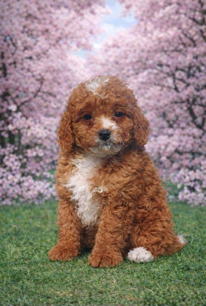 Maltipoo reutjes  Abricot, Parvo, Overige rassen, 8 tot 15 weken, Meerdere