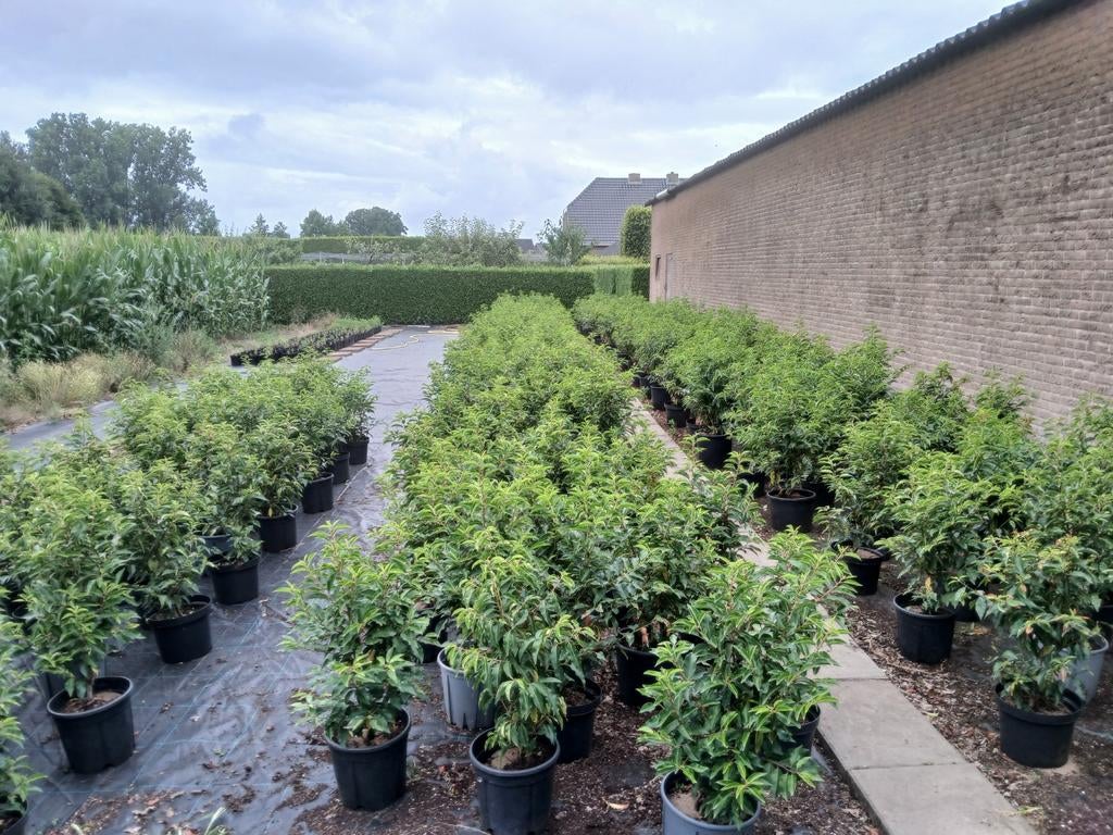 Prunus lusitanica angustofolia, Tuin en Terras, Planten | Struiken en Hagen, Ophalen, Haag, Minder dan 100 cm, Laurier