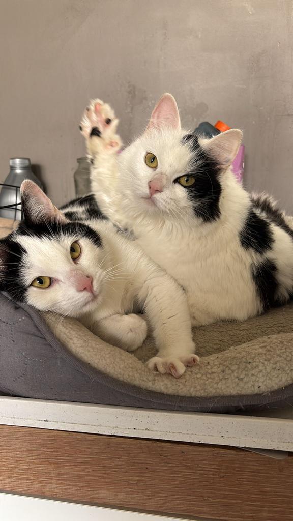 Kittens 1 jaar oud, Dieren en Toebehoren, Katten en Kittens | Overige Katten, Langharig, Poes, 0 tot 2 jaar
