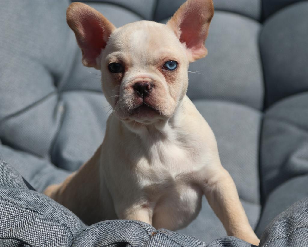 Franse bulldog pups, reutjes, met blauwe ogen, Dieren en Toebehoren, Parvo, 8 tot 15 weken, Bulldog, Meerdere