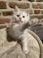 Creme Shell Maine Coon Kitten Kater (voor fok), Dieren en Toebehoren, Katten en Kittens | Raskatten | Langhaar, Kater, Met stamboom
