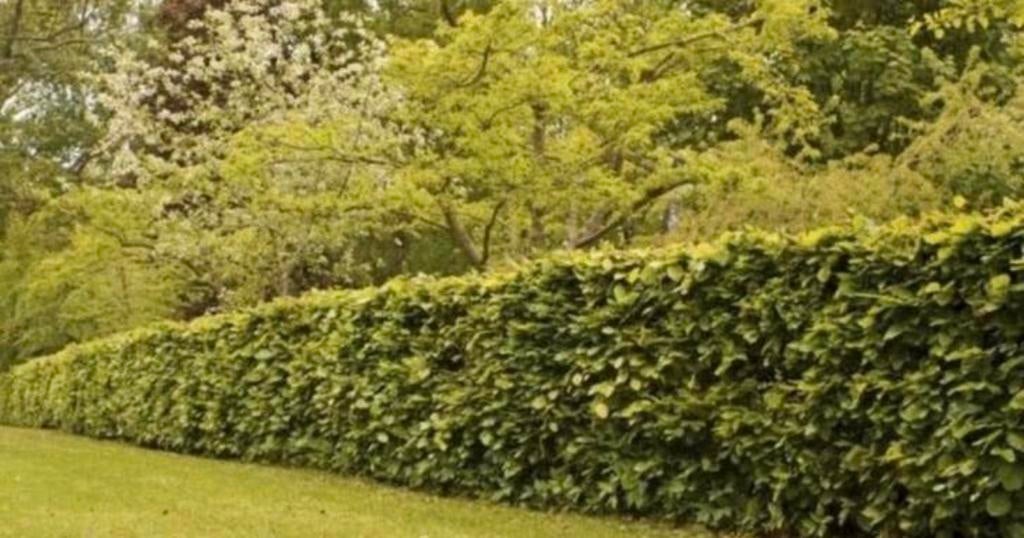 Carpinus haagbeuk & Fagus Sylvatica beukhaag, Tuin en Terras, Ophalen, Beukenhaag, 100 tot 250 cm