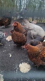 Prachtige toom raszuivere Wyandotte krielen 2 haan 7 hennen!, Meerdere dieren, Kip
