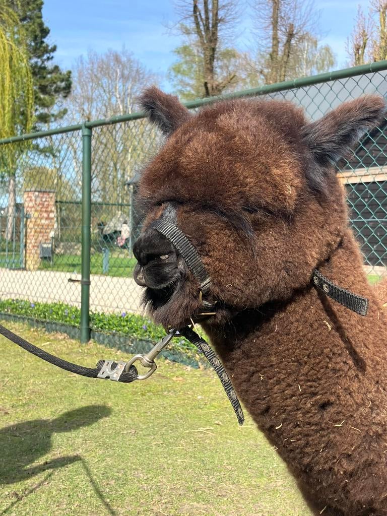 Te koop alpaca hengst veulen, Dieren en Toebehoren, Juli, Mannelijk