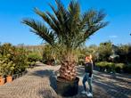 Jubaea chilensis - Chileense wijnpalm met 130 cm stamhoogte, Verzenden, 250 tot 400 cm, Zomer, Palmboom