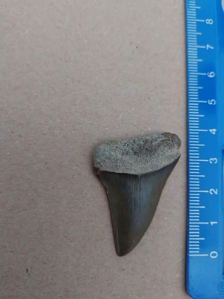 Te koop fossiele haaientand 4 centimeter, Ophalen of Verzenden, Fossiel