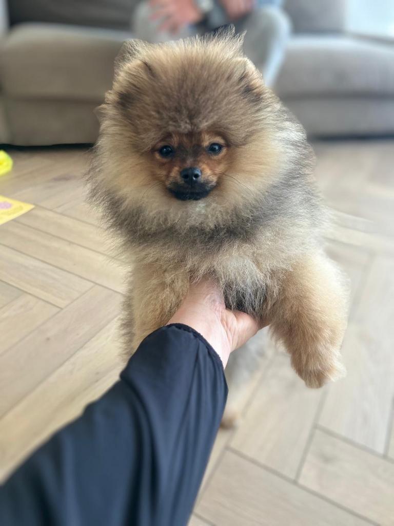 Pomeriaan pup orange sable met stamboom, Dieren en Toebehoren, Honden | Poolhonden, Keeshonden en Oertypen, Keeshond, Reu, 8 tot 15 weken