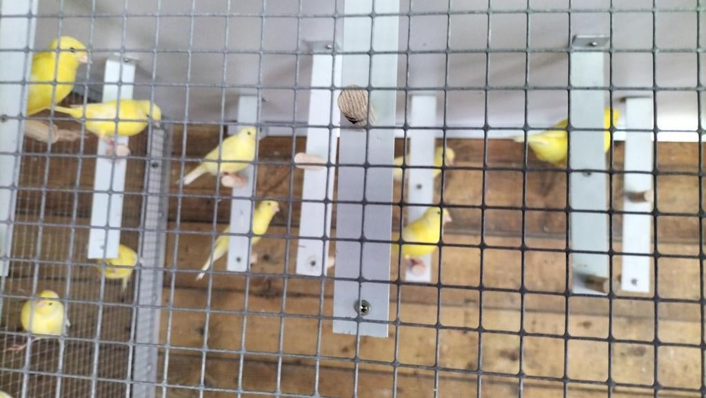 Te koop mooie gele mannen, Dieren en Toebehoren, Vogels | Kanaries, Mannelijk, Kleurkanarie