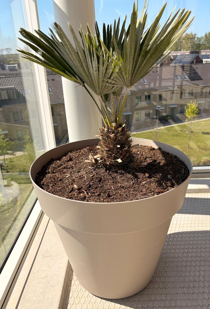 4 bloempotten met plant & doppio gieter, Kunststof, Rond, Zo goed als nieuw, Balkon