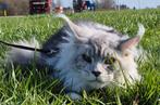 Maine coon dekkater met stamboom (vanuit rusland)NIET TEKOOP, Dieren en Toebehoren, Katten en Kittens | Raskatten | Langhaar, Kater