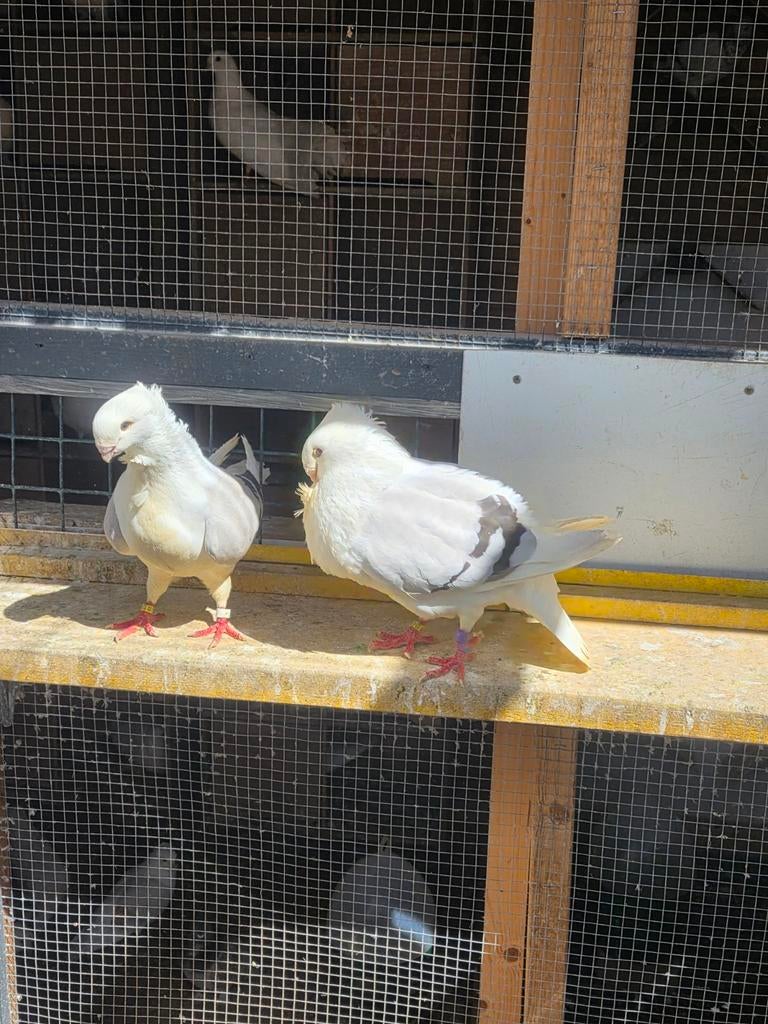 Sirdaiven, Mannelijk