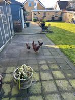 Barnevelse krielkipppen, Meerdere dieren, Kip