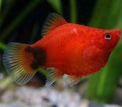 Platy Coral Micky mouse XL - Koidream Valburg, Dieren en Toebehoren, Vissen | Aquariumvissen, Zoetwatervis, Vis