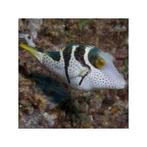 GEZOCHT: Zwartzadel Vijlvis - Paraluteres Prionurus, Vis, Zoutwatervis