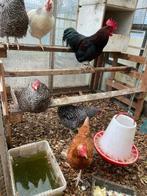 slachtkippen, Vrouwelijk, Kip