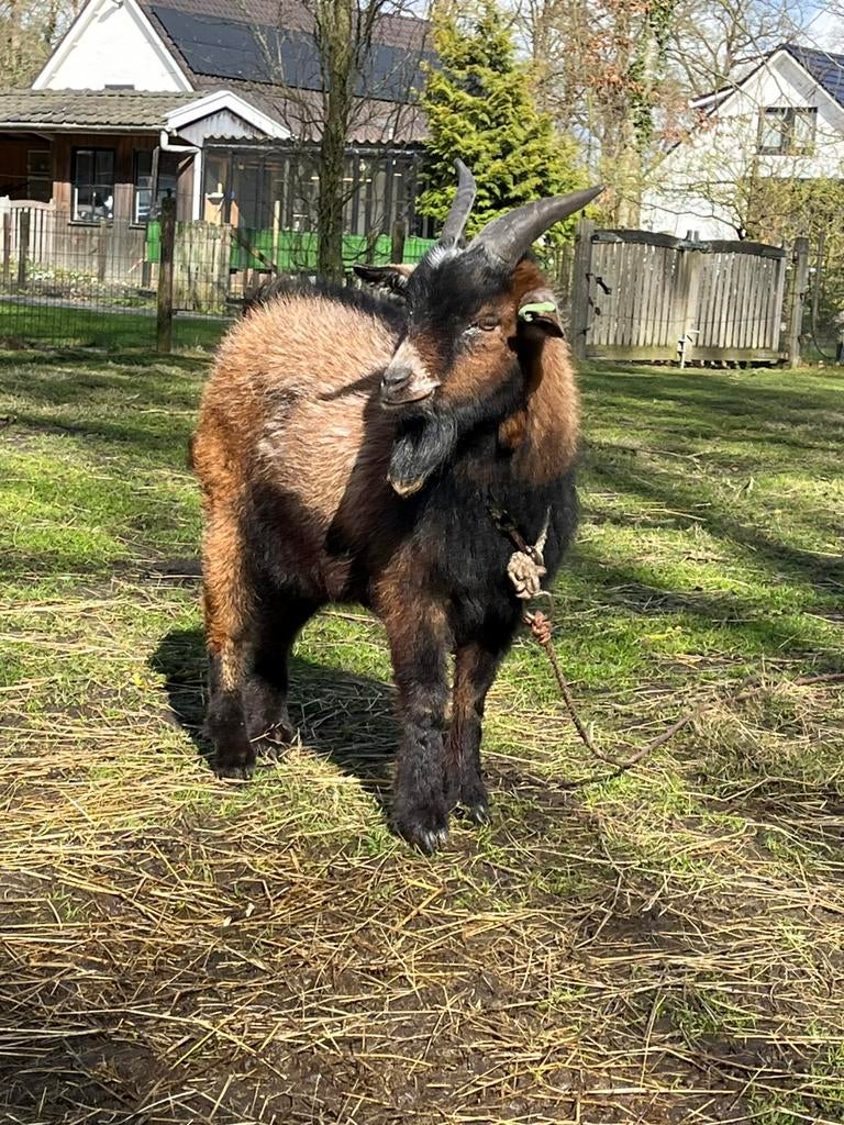 Dwerggeit dekbok te huur, Mannelijk, Geit