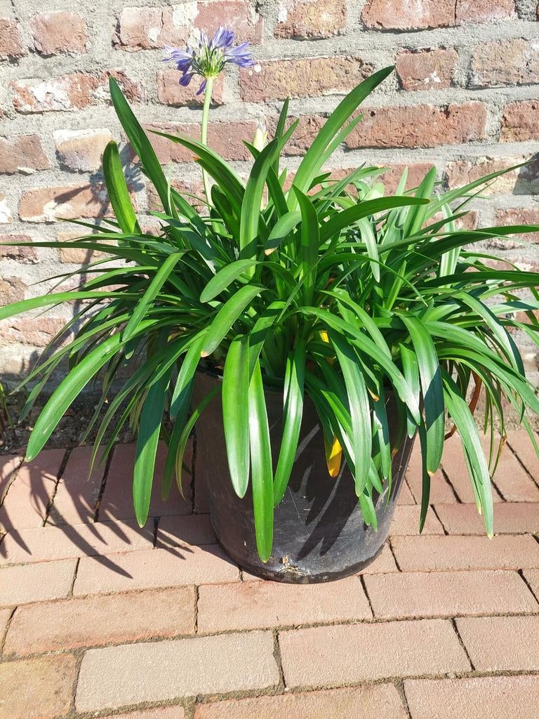 Blauwe Agapanthus planten - Diverse maten beschikbaar, Volle zon, Vaste plant, Zomer, Ophalen